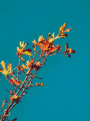 Autumn Phone Bright Orange Leaves Wallpaper