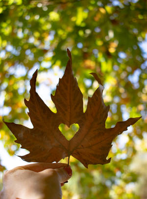 Autumn Phone Maple Leaf With Heart Wallpaper