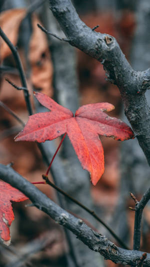 Autumn Phone Red Maple Leaf Wallpaper