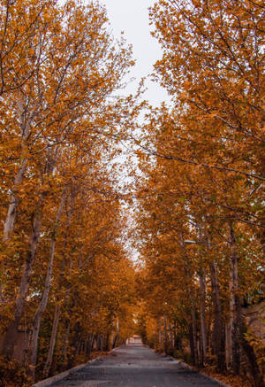 Autumn Phone Road Side Trees Wallpaper