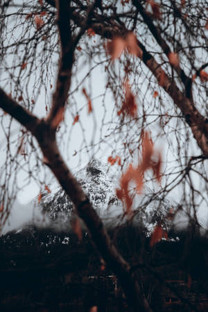 Autumn Phone Wilted Leaves Wallpaper