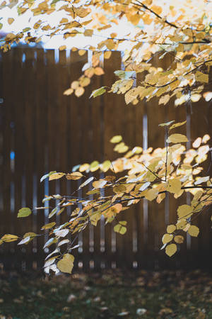 Autumn Phone Yellowish Leaves Wallpaper