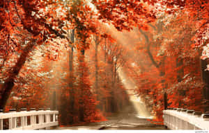 Autumn Season Aesthetic Forest View With Bridge Wallpaper
