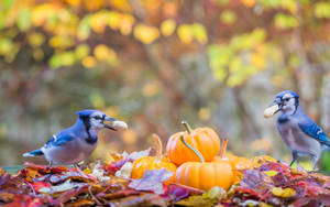 Autumn Season Blue Birds Wallpaper
