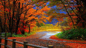 Autumn Season Colorful Bushes Wallpaper