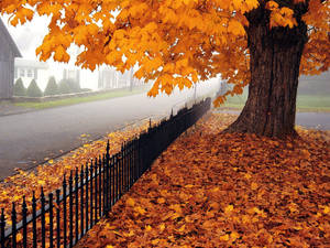 Autumn Season Fence Wallpaper