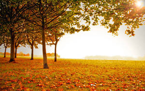 Autumn Season Field Wallpaper