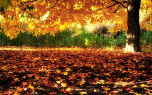 Autumn Season Glow Wallpaper