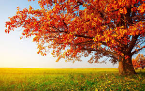 Autumn Season Grassland Wallpaper