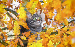 Autumn Season Grey Cat Wallpaper