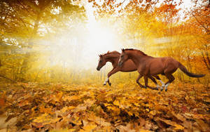 Autumn Season Horses Wallpaper