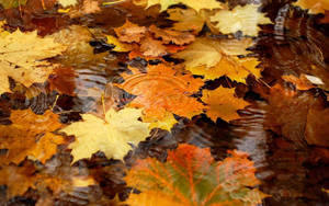 Autumn Season Maple Leaves Wallpaper