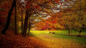 Autumn Season Meadows Wallpaper