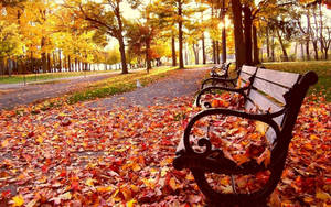 Autumn Season Park Bench Wallpaper