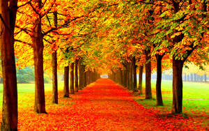 Autumn Season Symmetrical Trees Wallpaper