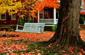 Autumn Season White Bench Wallpaper