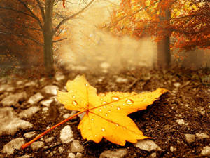 Autumn Season Yellow Leaf Wallpaper