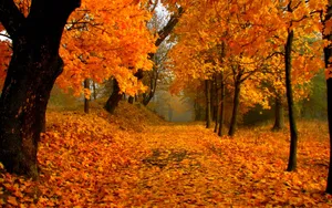 Autumn Serenity: A Color Cascade In The Forest Wallpaper