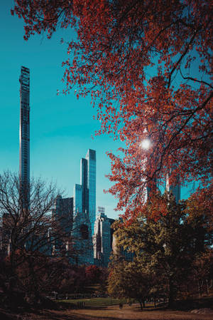 Autumn Trees In Central Park Wallpaper