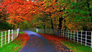 Autumn Trees Most Beautiful Nature Wallpaper
