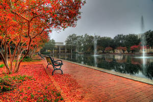 Autumn University Of Southern California Wallpaper