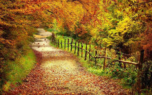 Autumn Walkway Nature Scenery Wallpaper