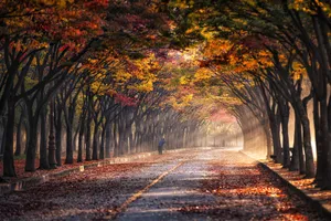 Autumnal Sunrise Alley Wallpaper