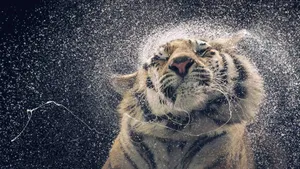 Awesome Hd Tiger Splashing Water Wallpaper