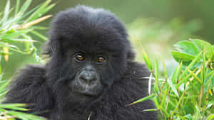 Aww, Look At That Cute, Little Gorilla! Wallpaper