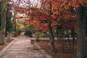 Azerbaijan Autumn Scenery Wallpaper