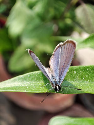 Azure Aesthetic Butterfly Wallpaper