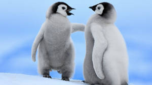Baby Animal Penguins In The Snow Wallpaper