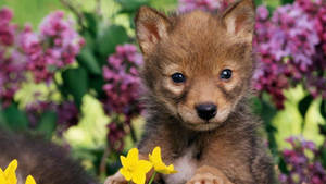 Baby Animal Puppy With Flowers Wallpaper