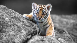 Baby Animal Tiger Behind Rocks Wallpaper