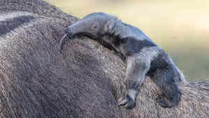 Baby Anteater Riding Mother Wallpaper
