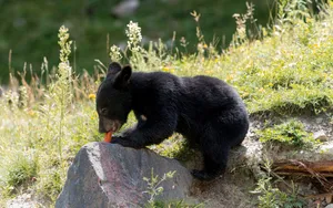 Baby Black Bear Wallpaper