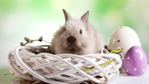 Baby Bunny On A White Nest Wallpaper