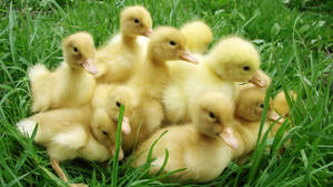 Baby Ducks Family Wallpaper