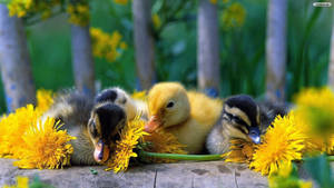 Baby Ducks With Flowers Wallpaper