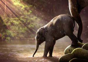 Baby Elephant With Mother Wild Animal Wallpaper