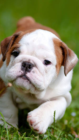 Baby English Bulldog Wallpaper