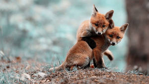 Baby Fox Hugging Wallpaper