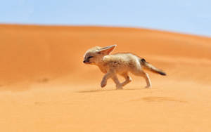 Baby Fox In Sahara Desert Wallpaper