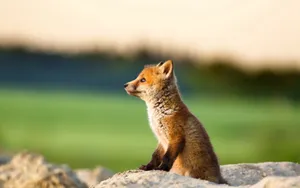Baby Fox On A Rock Wallpaper
