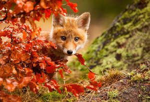 Baby Fox On Fall Season Wallpaper