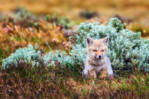 Baby Fox On Grassy Field Wallpaper