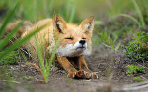 Baby Fox Stretching Wallpaper