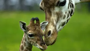Baby Giraffe Being Adored Wallpaper