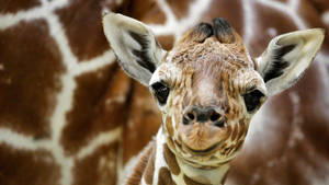 Baby Giraffe Cute Face Wallpaper