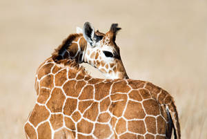 Baby Giraffe In Savannah Wallpaper